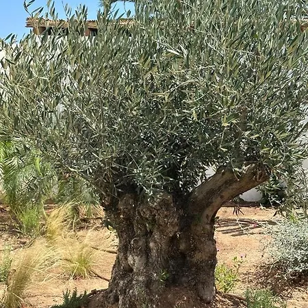Mozart Javea Balcon Al Mar